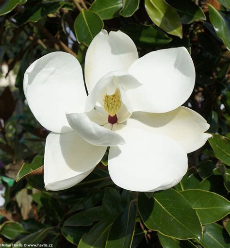 Conifer trees evergreen trees trees and shrubs flowering trees trees to plant garden shrubs great coloring and size on this dwarf evergreen conifer. Magnolia grandiflora 'LITTLE GEM' - Havlis.cz