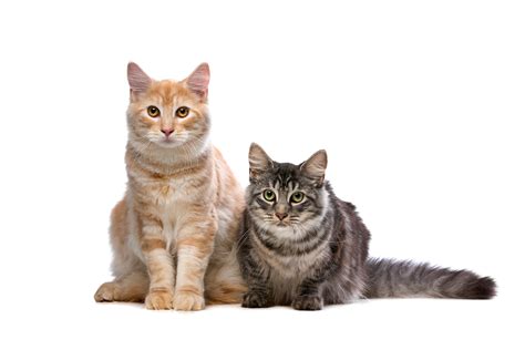 Norwegian forest cats are the only domesticated forest cats around the world. Norwegian Forest Cats vs. Maine Coons: What is the ...