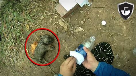 7 Amazing Rescues Caught On Camera Youtube Cool S Amazing Rescue