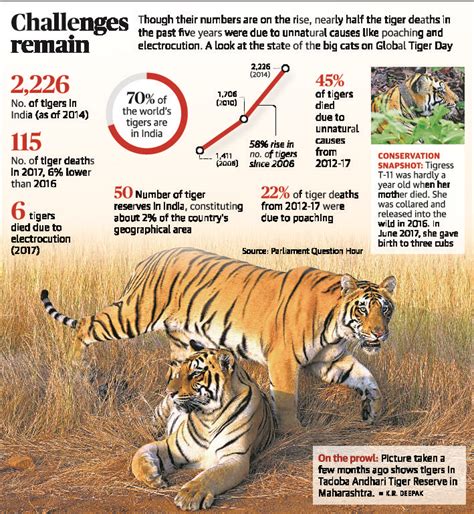Tigers In India Data Visualization Tiger Conservation Tiger
