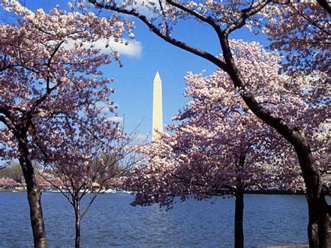 Cherry Blossom Festival Peak Bloom 2017 Here Are The Dates