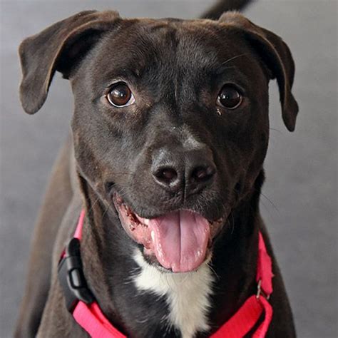 There are so many loving adoptable pets right in your community waiting for a family to call their own. Adoptable Dogs | NYC Adoption Center | ASPCA