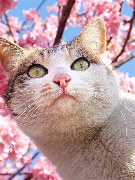 Sakura Cat Surrounded By Blossoms Tanakawho Flickr