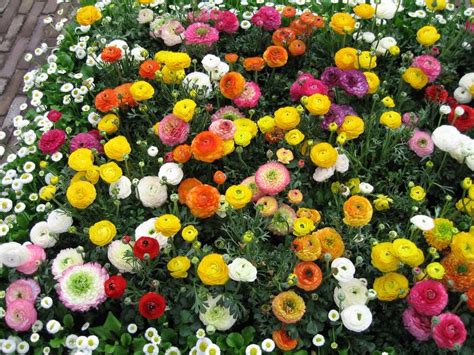 They grow in zones 4 to 8 and are perfect for a summer cutting garden. 1000+ images about Afternoon sun plants on Pinterest ...