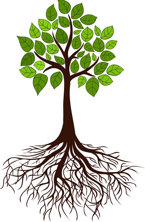 Roots Clipart Rooted Tree Roots Rooted Tree Transparent Free For