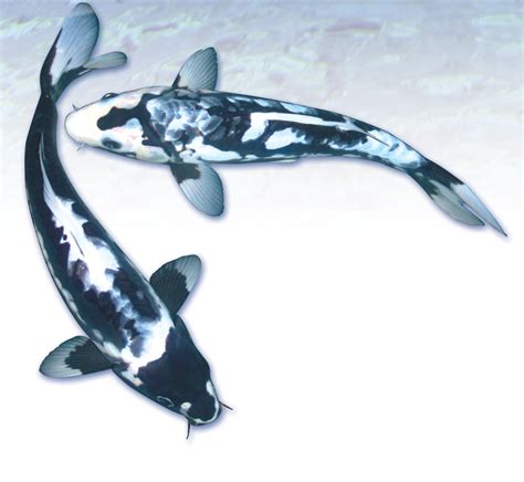 Language of Koi: Kumonryu Change is Good! - POND Trade Magazine
