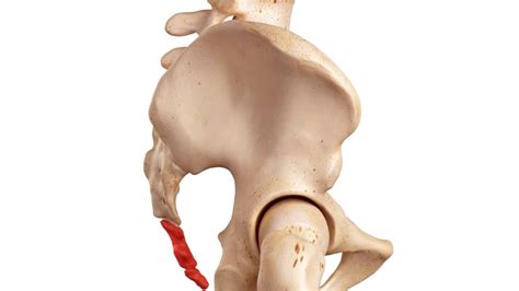 How Do Coccyx Cushions Work Chiropractor Tells All