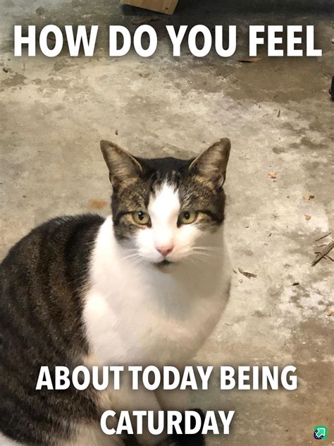 26 Happy Caturday Cat Memes Caturday Meme
