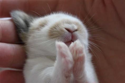 Praying Bunny Animales Adorables Mascotas Ardillas