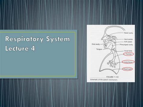 Ppt Respiratory System Lecture 4 Powerpoint Presentation Free