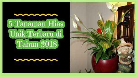 5 Tanaman Hias Unik Terbaru di Tahun 2018 - YouTube