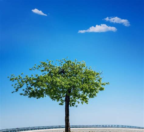 Lone Tree At The Summer Field Over Cloudy Sky Stock Image Image Of