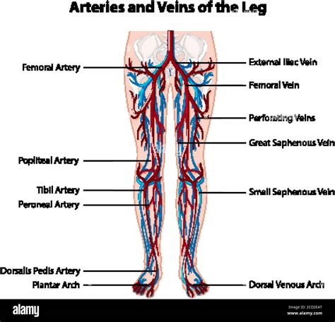 Veins Leg Leg Vein Anatomy Leg Veins Arteries And Veins Hot Sex Picture