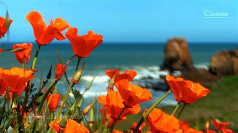 Zen Ocean Waves Wild Flowers California S Coast Relaxation Meditation Mindfulness YouTube