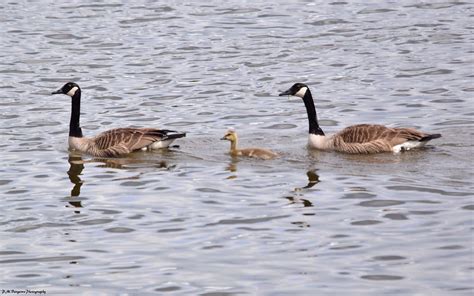 Canada Geese And Gosling Historical Sites Delaware River Historical