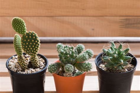 If we append the two letter suffix er, we get the word shorter. Cactus Adaptations - How Are Cacti Adapted To The Desert ...