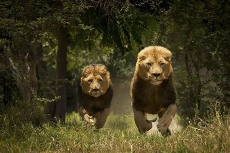 Running Male Lions Lion Pictures Animals Like A Lion