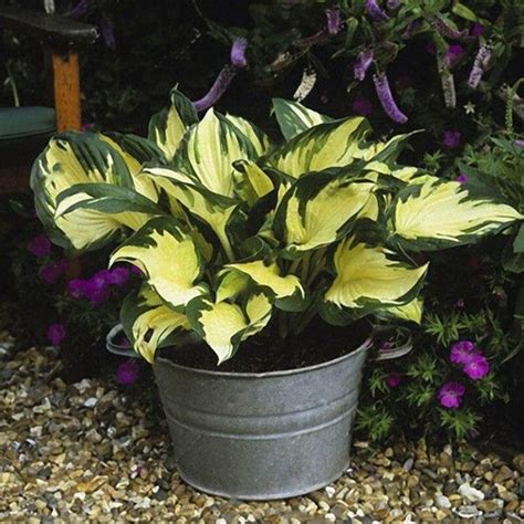 Multi Varieties Hosta Seeds Ground Cover Plant 100pcspack