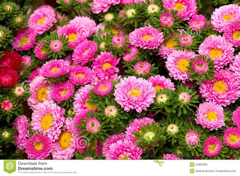Maybe you would like to learn more about one of these? Different Flowers stock photo. Image of giant, background ...