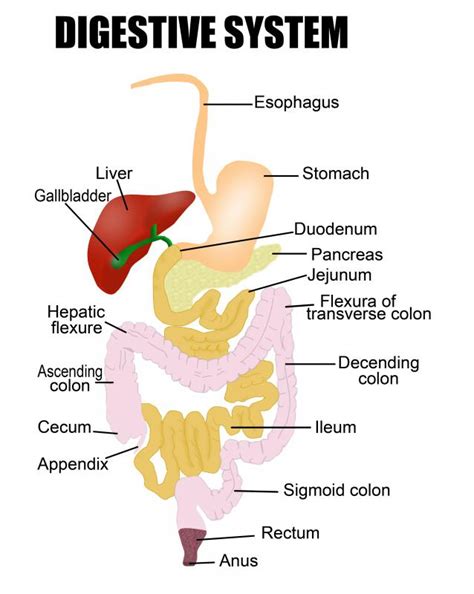 What Is Chemical Digestion With Pictures