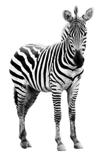 Borrowed from italian zebra, from portuguese zebra, zebro (zebra), from old portuguese enzebro, ezebra, azebra (wild ass), from earlier cebrario (882), ezebrario (897), from vulgar latin *eciferus, from latin equiferus (wild horse) (pliny), from equus (horse) + ferus (wild. Young Male Zebra Stock Photo - Download Image Now - iStock