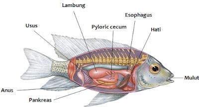 Ikan, seperti lainnya vertebrata, lensa cembung di mata mereka membuat efek gambar terbalik pada retina, tetapi dengan menggunakan pola tectal gambar diproyeksikan seperti aslinya. Sistem Pencernaan Pada Hewan Vertebrata dan Invertebrata Terlengkap - Artikel Materi Pelajaran ...