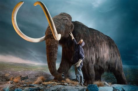 Woolly Mammoths Are Extinct Heres Why They May Be Considered