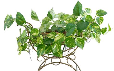 Some even thrive in artificial light and grow best indoors. 20 Plants that Grow Without Sunlight - Garden Lovers Club