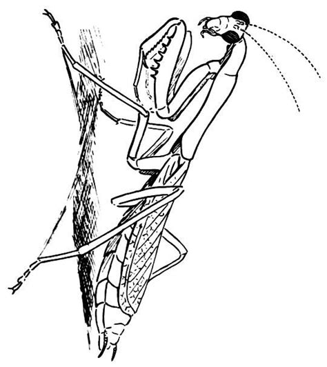 Download praying mantis | Praying mantis, Flying creatures, Geometric tattoo