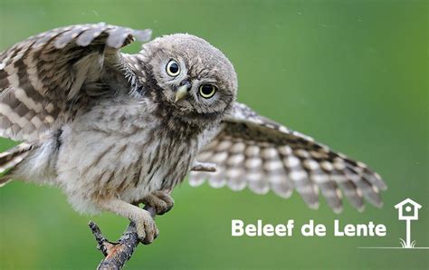 Na 225 dagen live beelden, gaan de laatste camera's van beleef de lente zondag 29 september toch echt uit. Beleef de Lente 2017 gaat van start! | Vogelbescherming