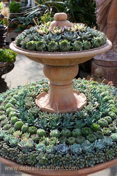 Best 25 Succulent Garden Ideas Ideas On Pinterest