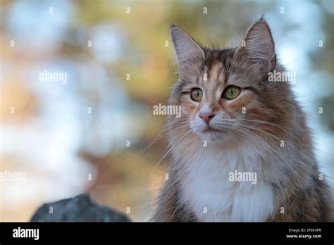 A Portrait Of A Beautiful Young Norwegian Forest Cat Tortoiseshell