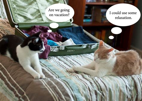 X Photo Print Lol Cats Going On Vacation Humor Vacationhumor Cat