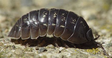 Next Time You See These Unsightly Critters Crawling Under A Rock Take