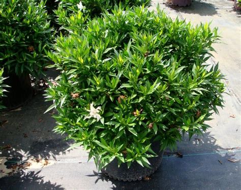 This product does not ship to ca, ak, hi, pr or az highly fragrant and delightfully carefree, the frost proof gardenia is known for the intoxicating smell produced by the spring and summer blooms. Olive's Tree Farm, Inc. North Carolina