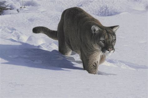 Inching Closer Cougar In Snow 8 X 12 Nd23942 By Adam Smith