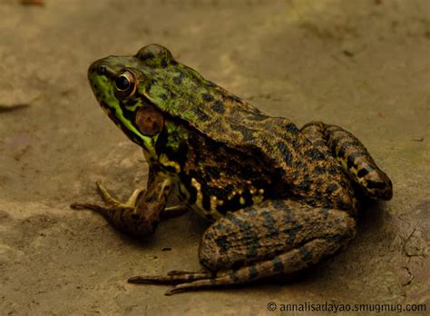 North American Green Frog Bronze Frog Project Noah