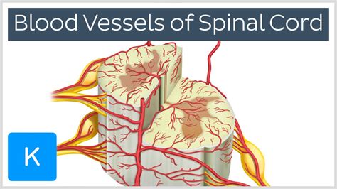 Arranged in a series longitudinally along the cord. Blood Vessels of the Spinal Cord (preview) - Human Anatomy ...