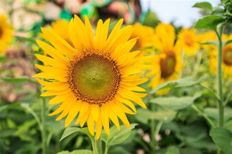 What does each flower symbolize? Which Types of Flowers Thrive in Summer?