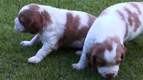 They are currently 6 weeks old. Maile's Brittany puppies 2012 4 weeks old - YouTube