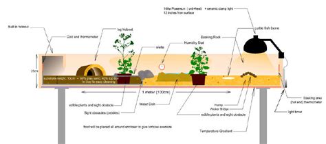 Фильмы, фильмы 2019, фильмы 2020. tortoise-table-plan - Vivarium World