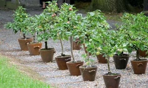 Apple Tree How To Grow And Care For An Fruit Tree