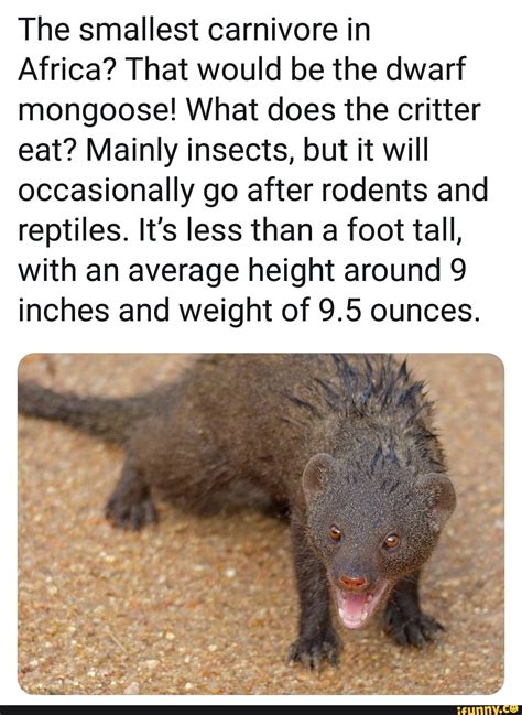 The Smallest Carnivore In Africa That Would Be The Dwarf Mongoose