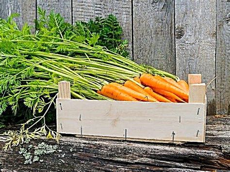 Long Term Garden Carrot Storage Tips And Tricks Planthd