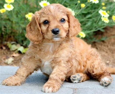 The cavapoo is a mix of the cavalier king charles and the poodle. Cavapoo Puppies For Sale | Puppy Adoption | Keystone ...