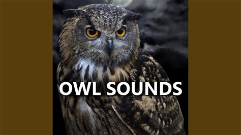 Sooting Owl Sounds Youtube