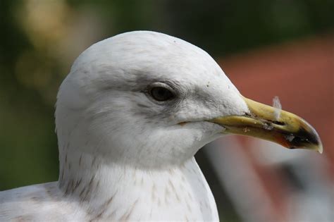 White Bird Head Profile Free Image Download