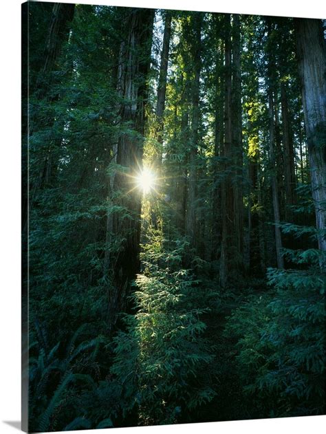 Low Angle View Of Sunstar Through Redwood Trees Jedediah Smith