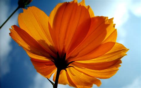 We did not find results for: 4K Orange Flowers Wallpapers High Quality | Download Free
