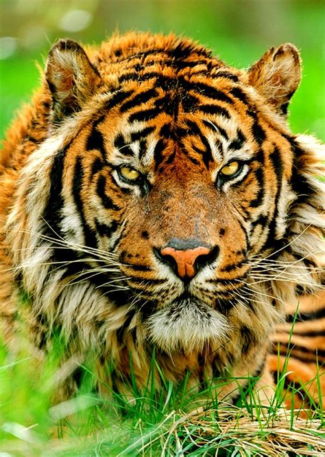 A Tiger Large Cats Big Cats Cats And Kittens Most Beautiful Animals